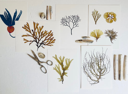 Seaweed Pressing Workshop Thurs 27th July 5-7pm