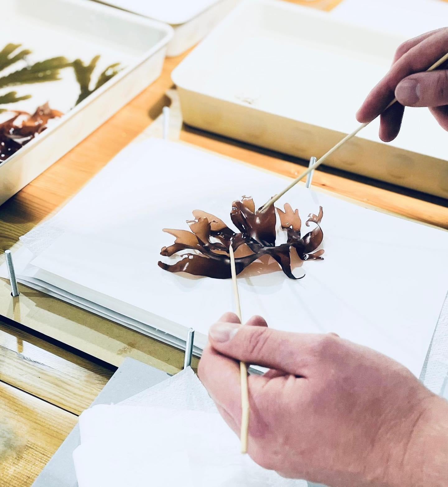 Seaweed Pressing Workshop Thurs 17th August 5-7pm