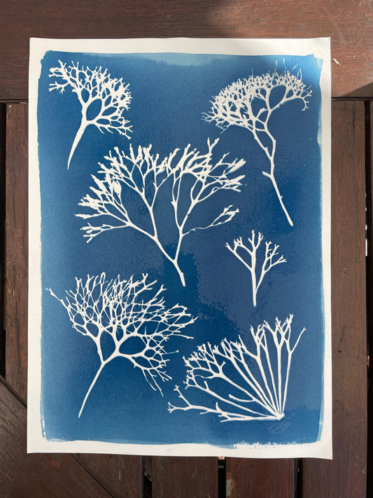 Seaweed Cyanotype Workshop Tuesday 10th December 12-2pm (Copy)