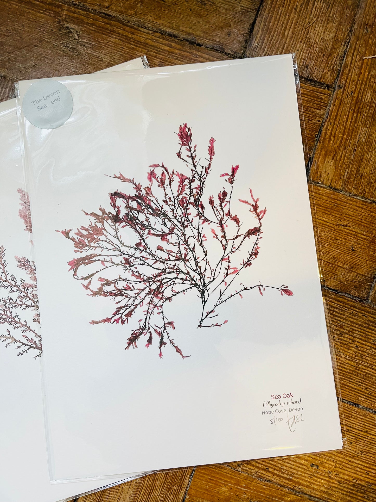 Sea Oak Limited Edition Seaweed Print (Hope Cove)