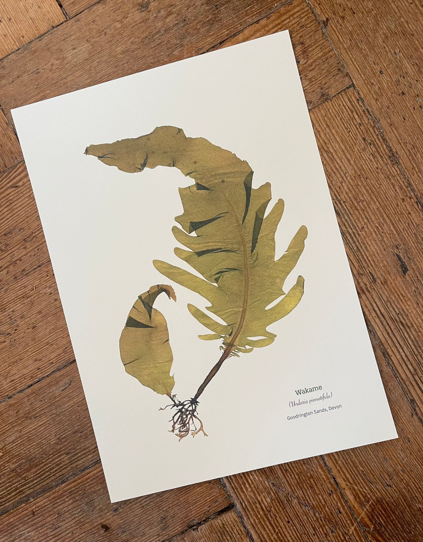 Wakame Limited Edition Seaweed Print (Goodrington Sands)