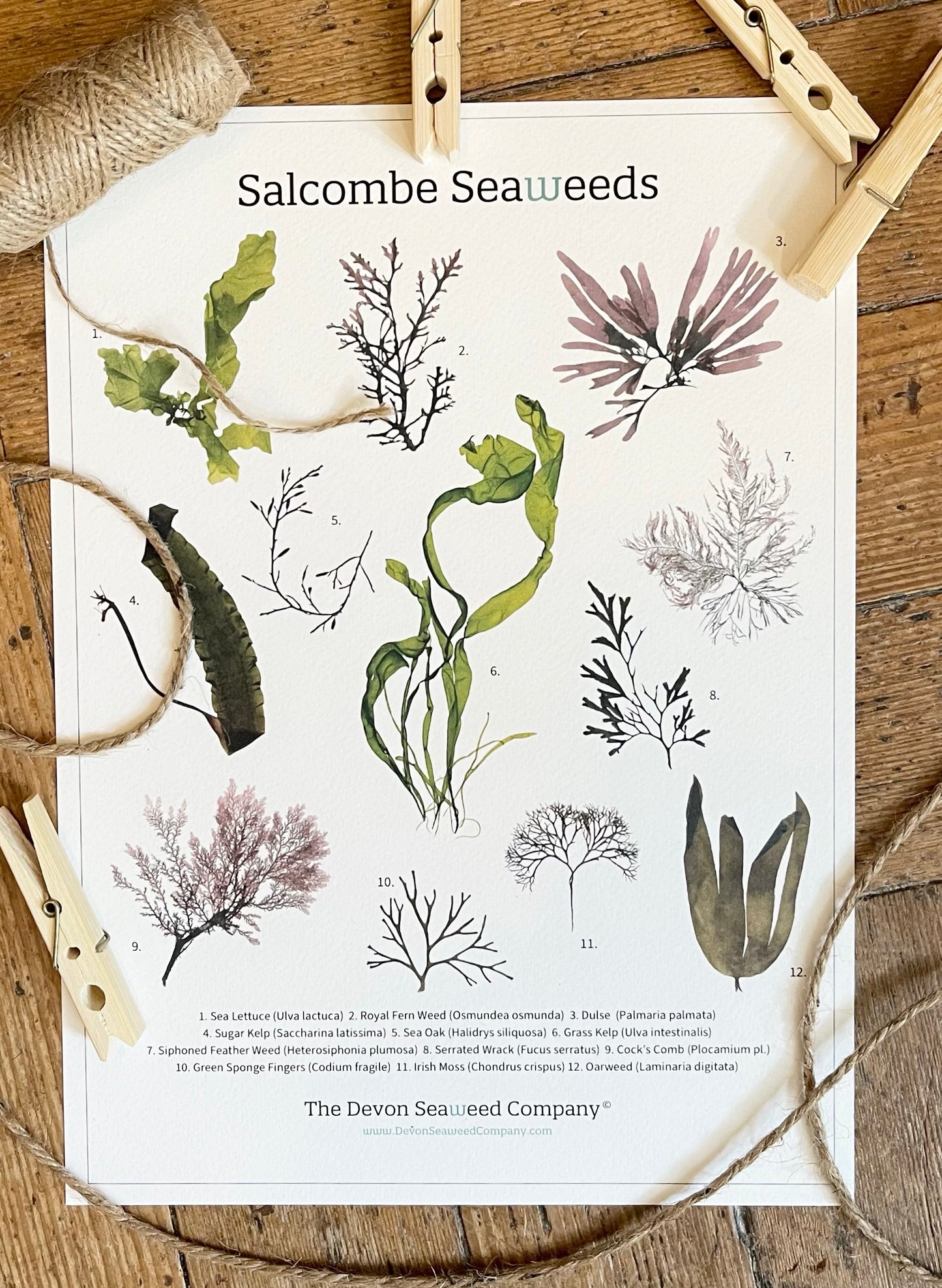 Salcombe Seaweeds Guide