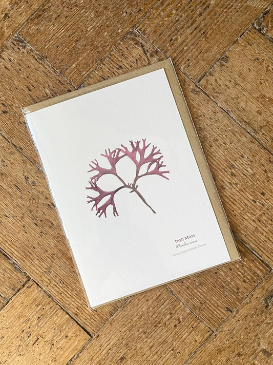 Irish Moss (South Sands, Salcombe) Seaweed Greeting Card