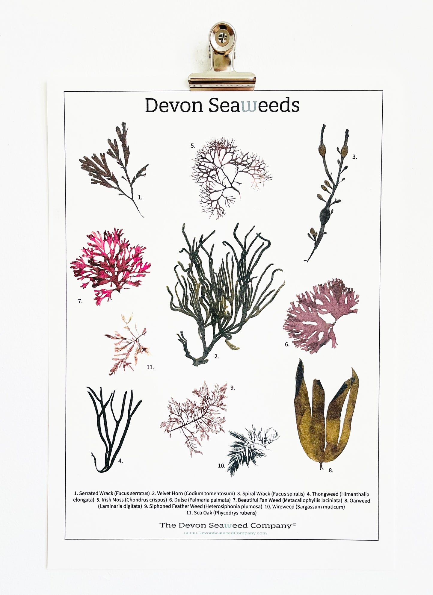 Devon Seaweeds Guide 01