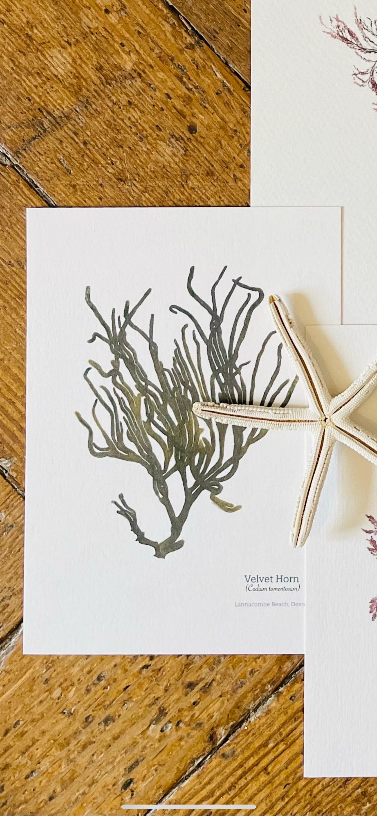 Velvet Horn Limited Edition Seaweed Print (Lannacombe)