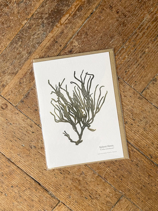 Velvet Horn (Lannacombe) Seaweed Greeting Card