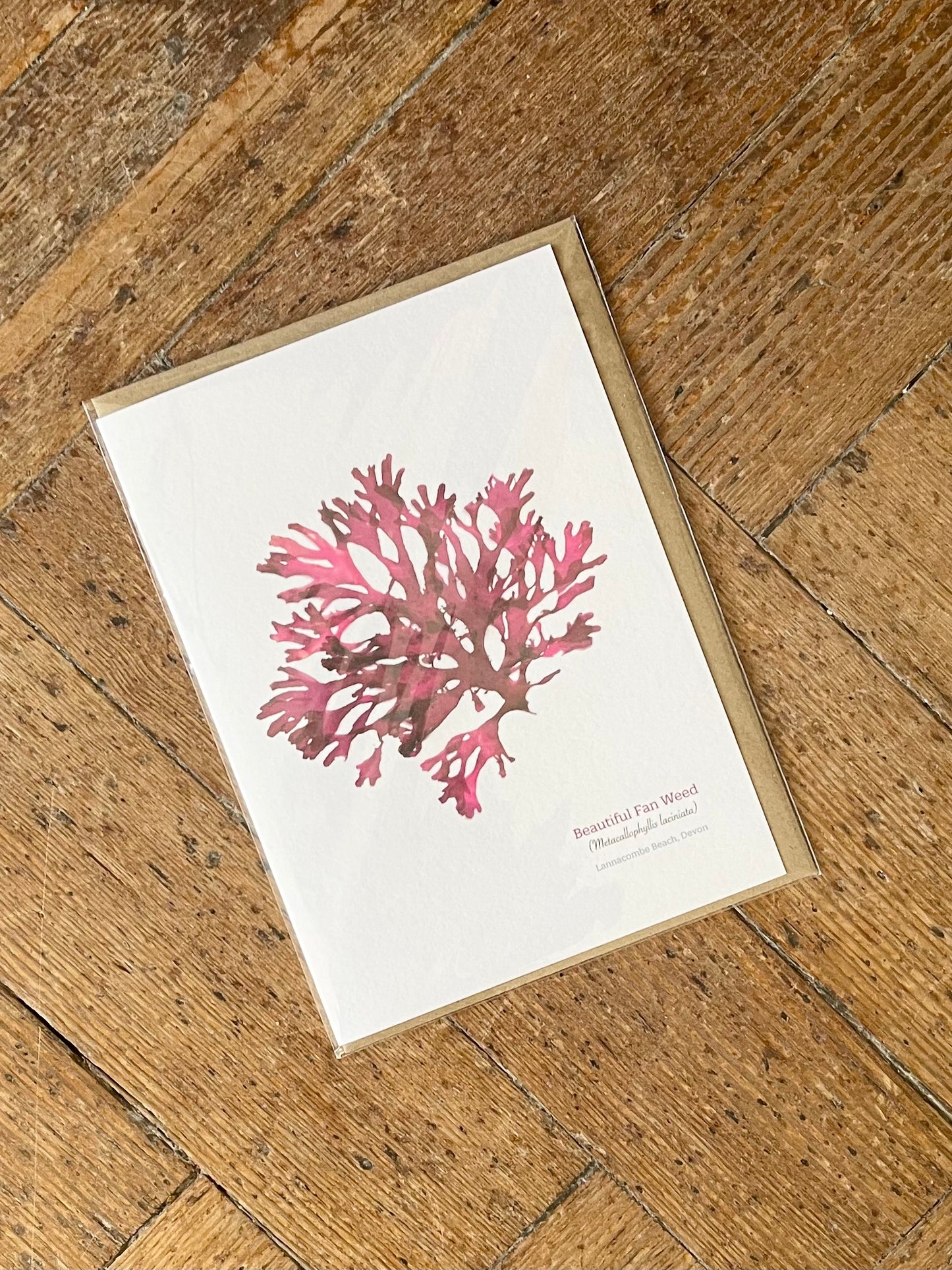 Fan weed (Lannacombe) Seaweed Greeting Card