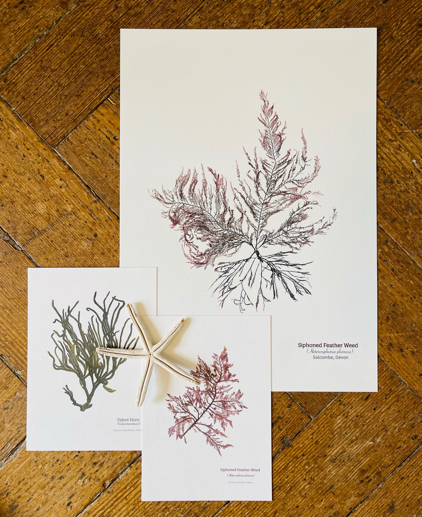 Siphoned Feather Weed 04 Limited Edition Seaweed Print (Salcombe)