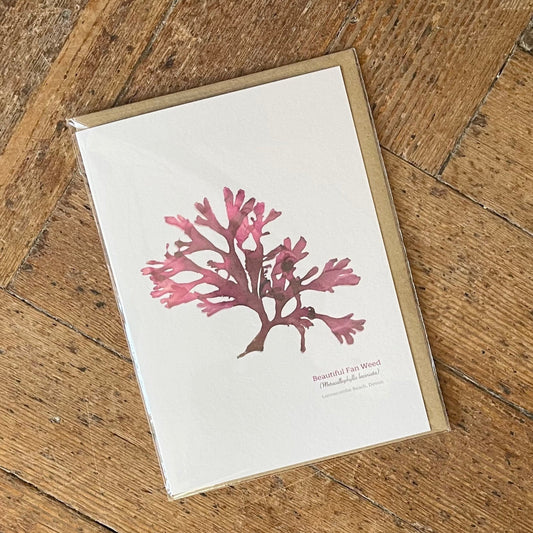 Fan Weed (Lannacombe) Seaweed Greeting Card