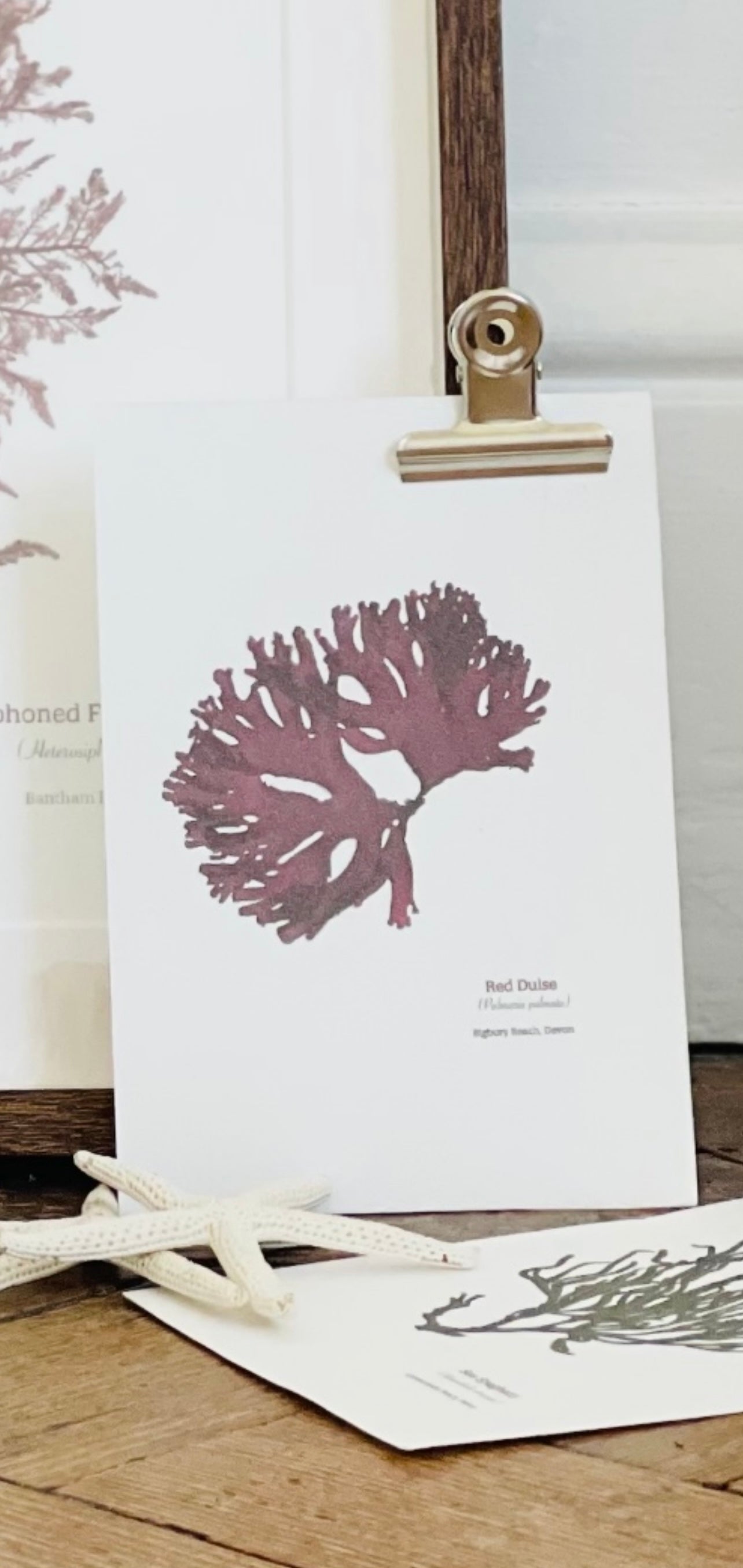 Dulse Postcard (Bigbury)