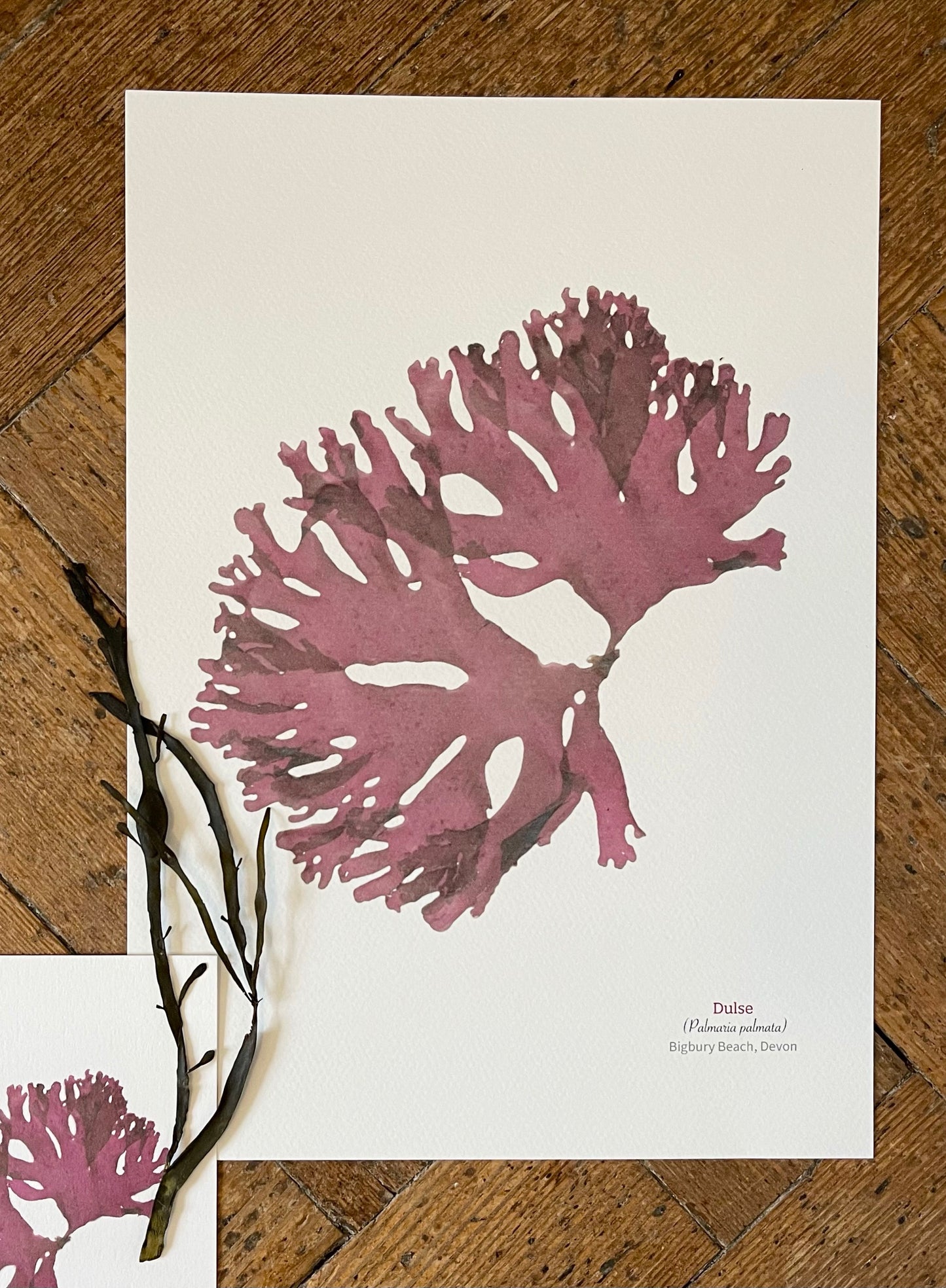 Dulse Limited Edition Seaweed Print (Bigbury Beach)