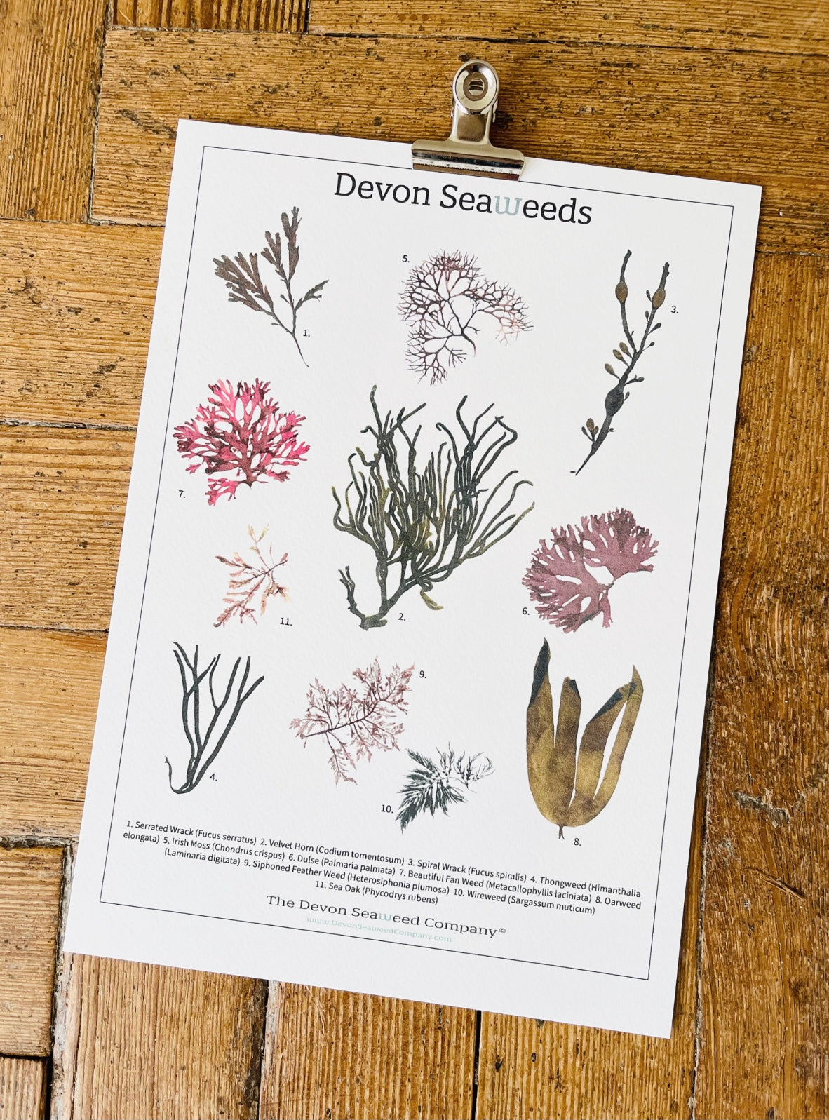 Devon Seaweeds Guide 01