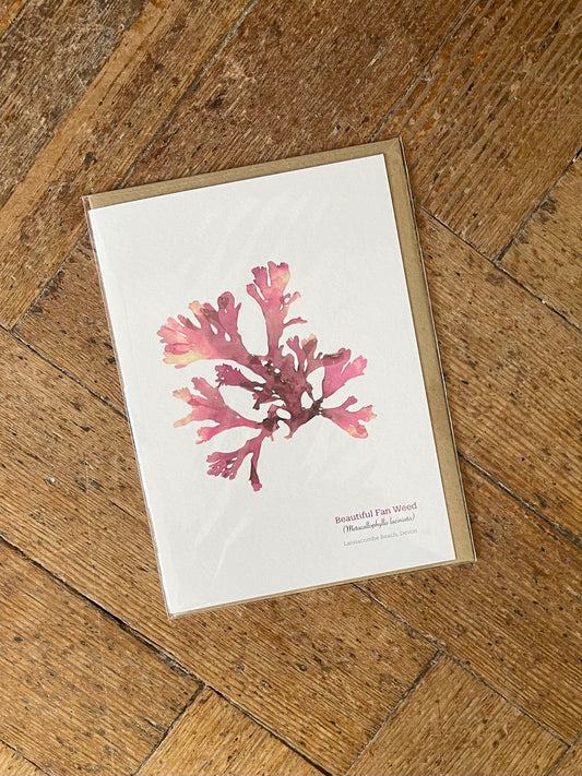 Fan weed (Lannacombe) Seaweed Greeting Card