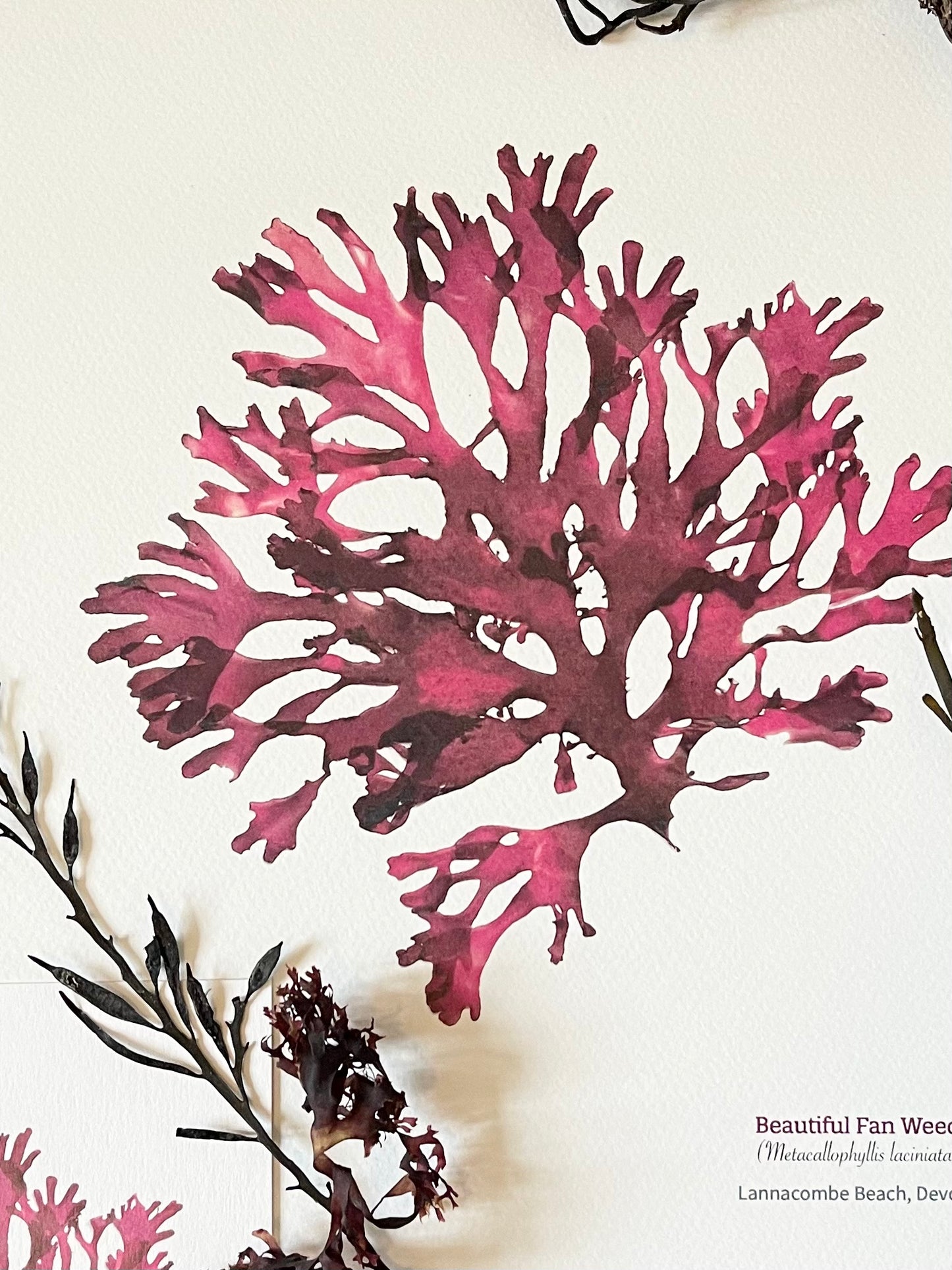 Beautiful Fan weed 02 Limited Edition Seaweed Print (Lannacombe)