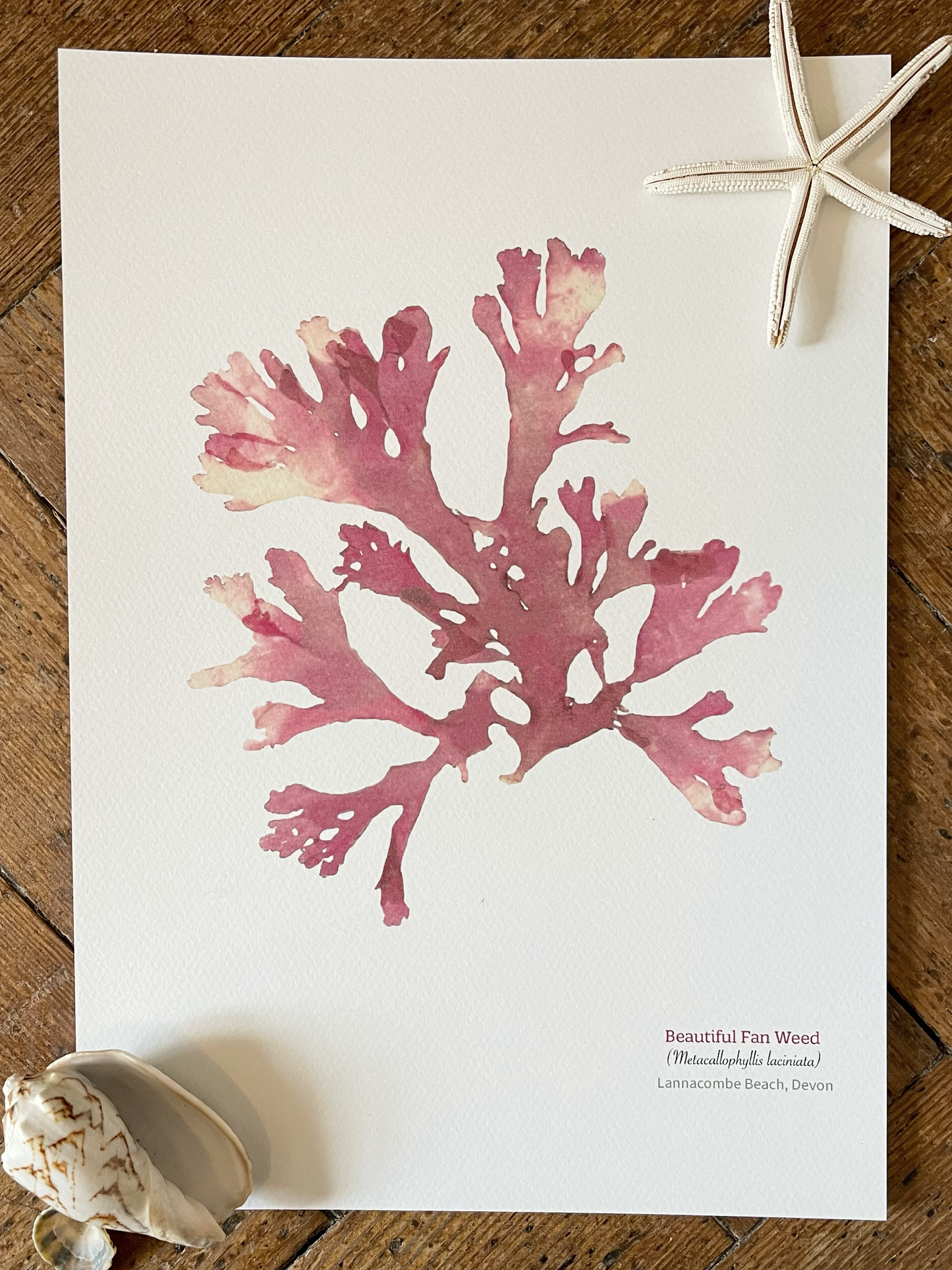 Beautiful Fan weed 01 Limited Edition Seaweed Print (Lannacombe)