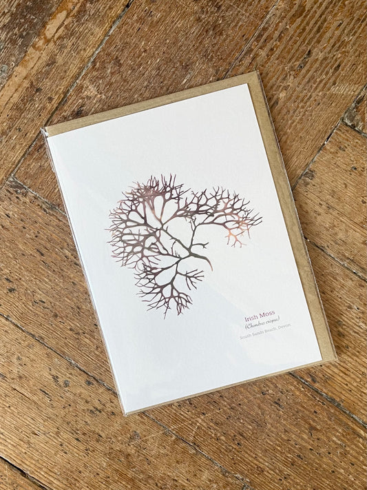 Irish Moss (South Sands, Salcombe) Seaweed Greeting Card