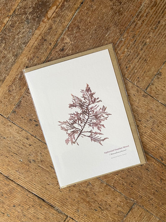 Siphoned Feather Weed (Bantham Beach) Seaweed Greeting Card