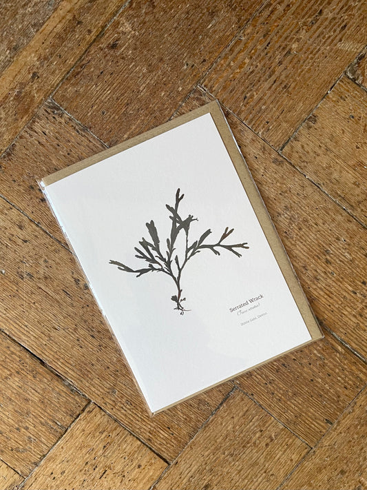 Serrated Wrack (Strete Gate) Seaweed Greeting Card