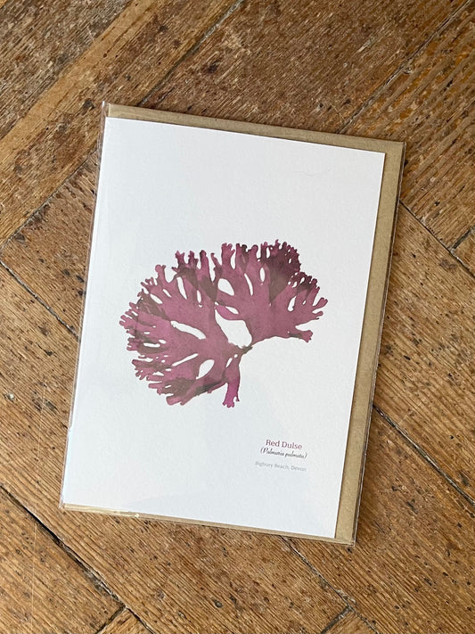 Dulse (Bigbury) Seaweed Greeting Card