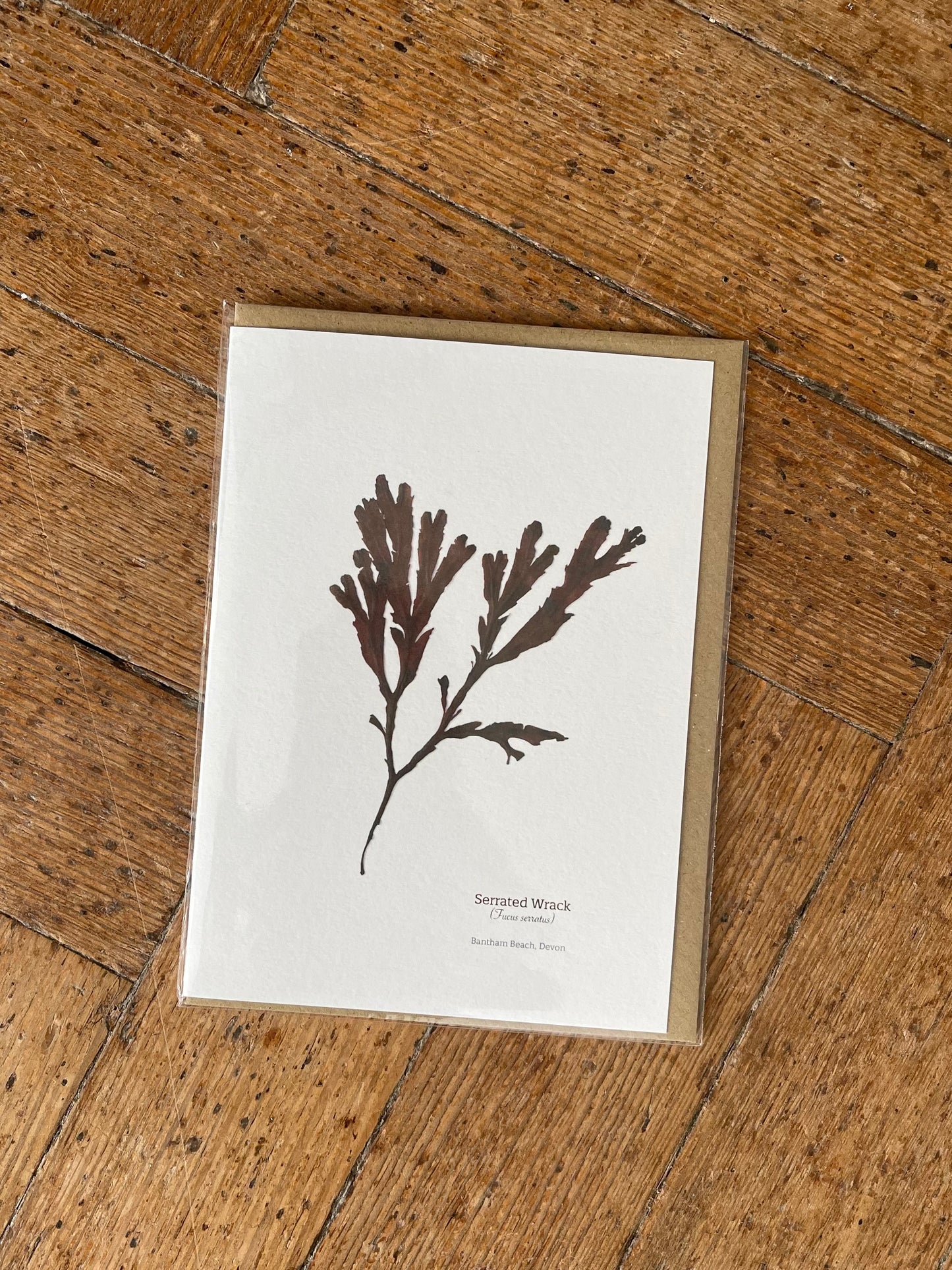 Serrated Wrack (Bantham) Seaweed Greeting Card