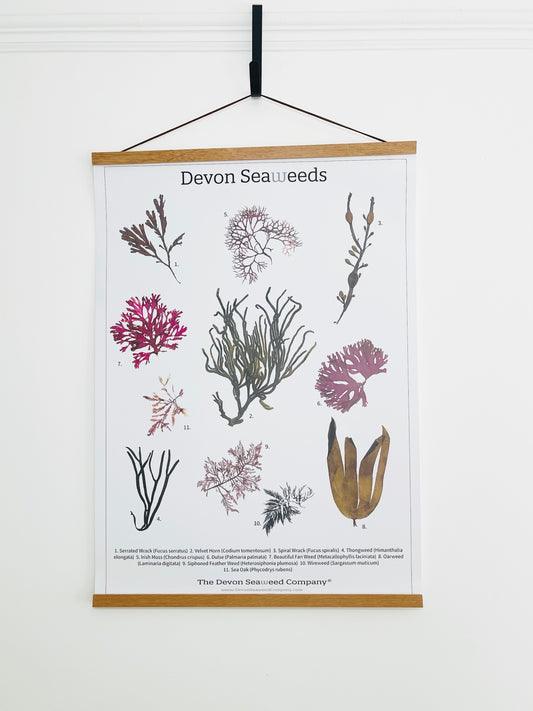 Devon Seaweeds Guide Poster