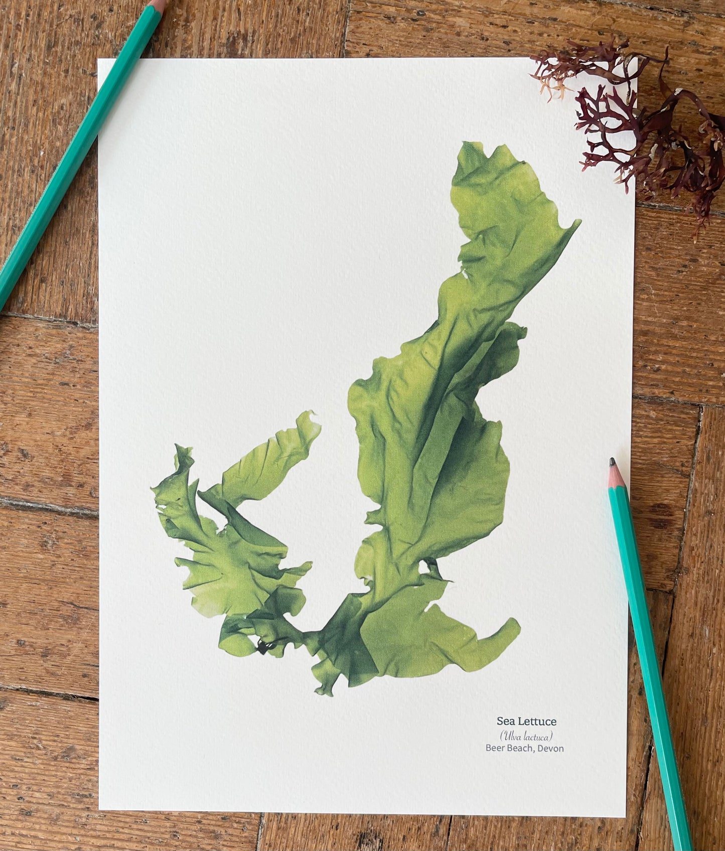 Sea Lettuce 02 Limited Edition Seaweed Print (Beer Beach)